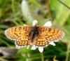 Melitaea parthenoides
